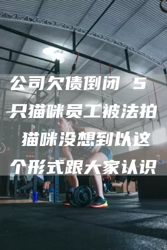 公司欠债倒闭 5只猫咪员工被法拍 猫咪没想到以这个形式跟大家认识(图1)