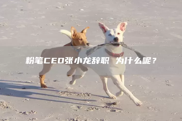 粉笔CEO张小龙辞职 为什么呢？(图1)