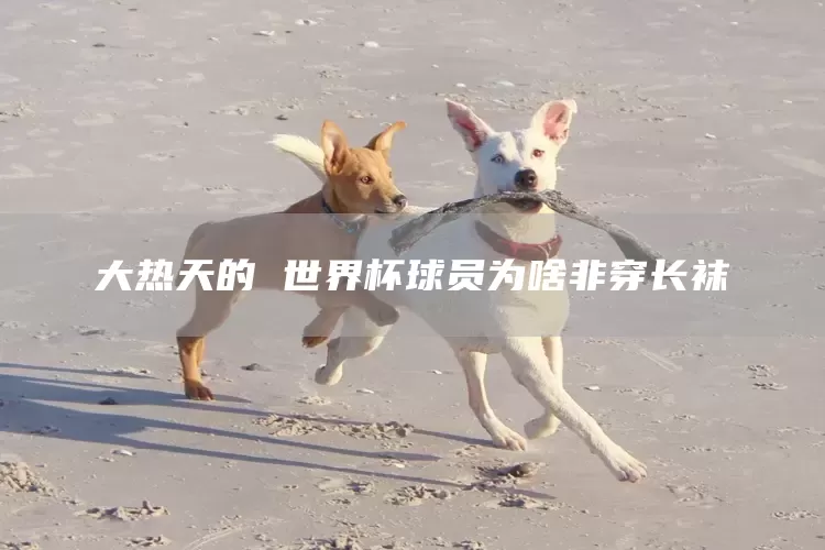 大热天的 世界杯球员为啥非穿长袜(图1)