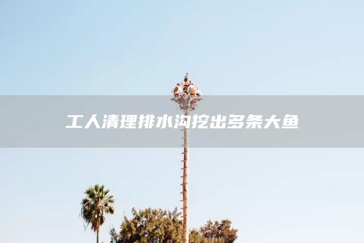 工人清理排水沟挖出多条大鱼(图1)
